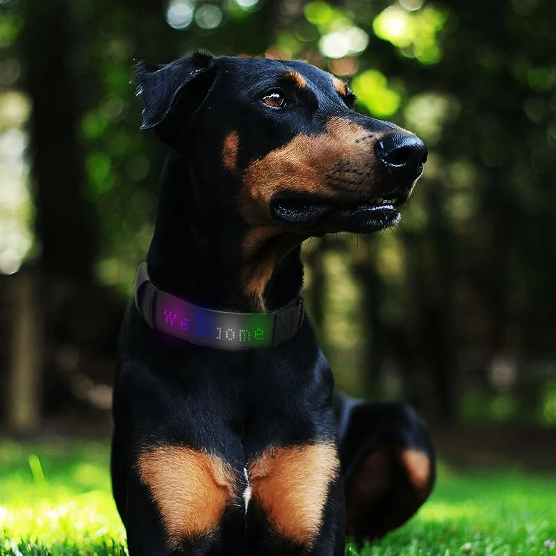 App Control LED Display Pet Collar